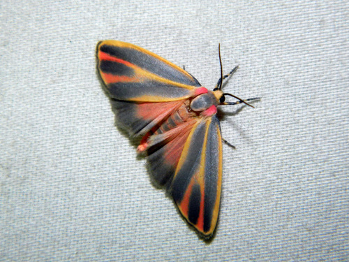 Painted Lichen Moth