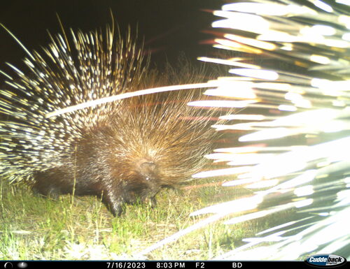 Cape Porcupine
