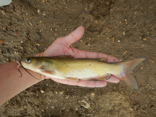Channel Catfish
