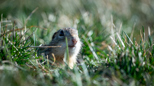 Thirteen-lined Ground Squirrel