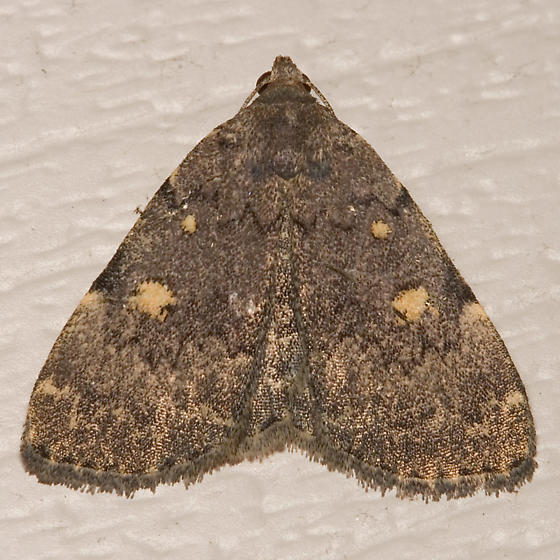 Common Idia Moth