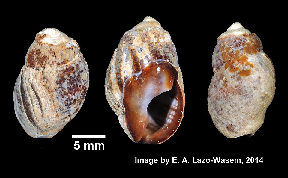 Eastern Mudsnail