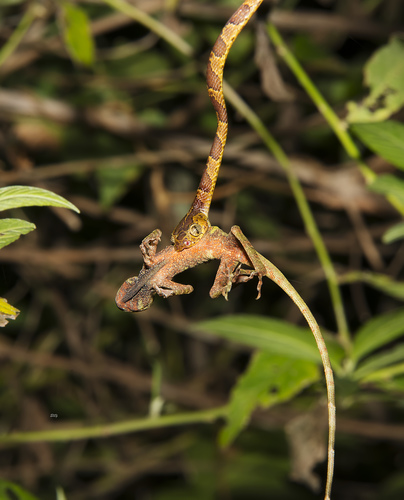 Common Blunt-headed Tree Snake