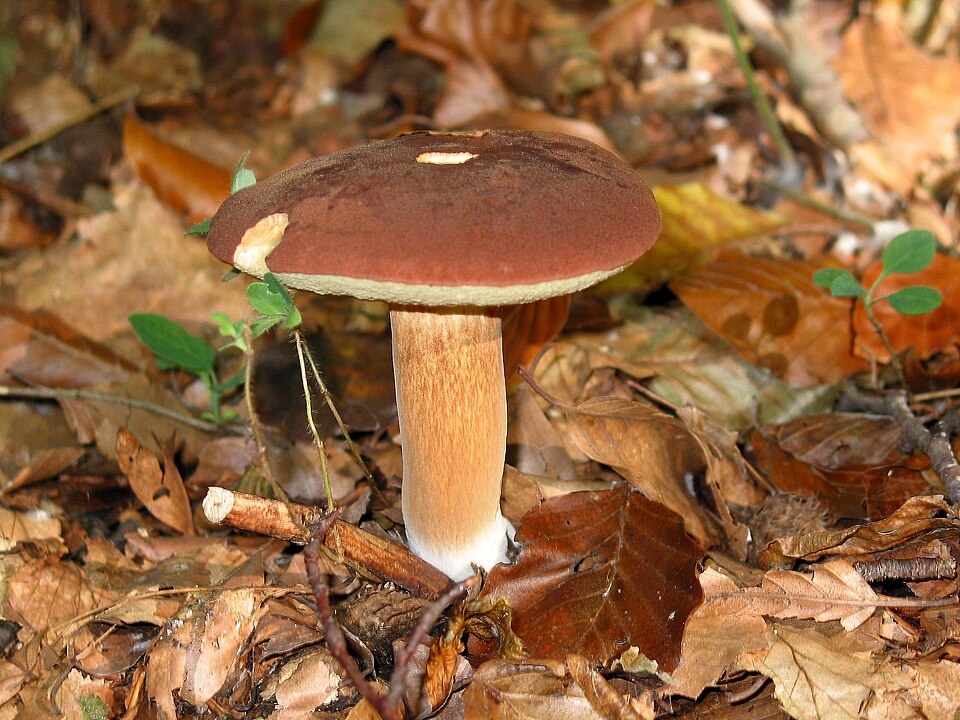 Bay Bolete