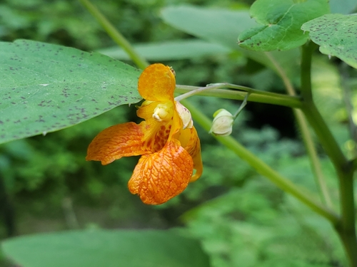 Common jewelweed