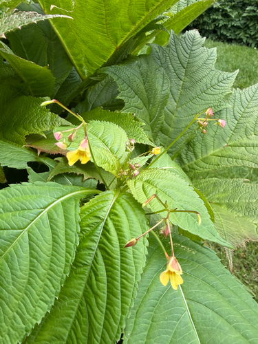 Small balsam
