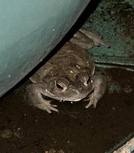 Sonoran Desert Toad