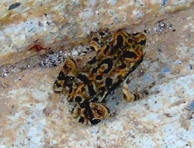 Sinaloa toad