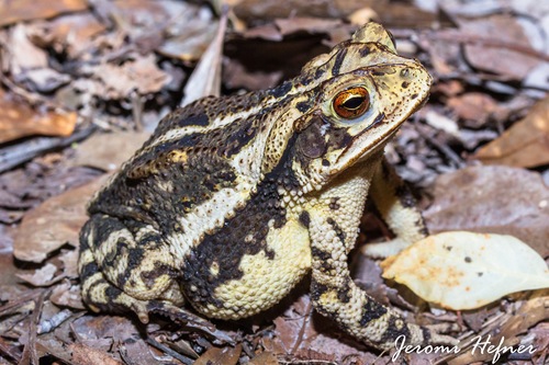 Gulf Coast Toad