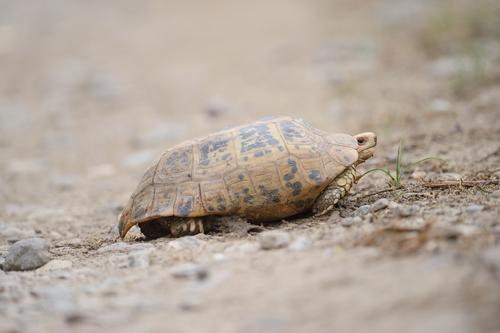 Elongated Tortoise