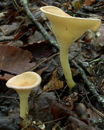 Common Funnel