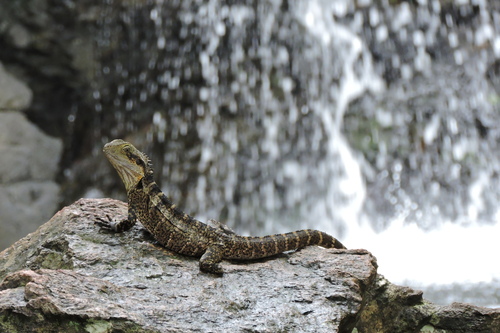 Australian Water Dragon