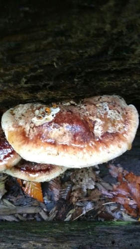 Resinous Polypore