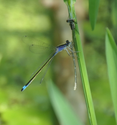 Blue-tailed Damselfly