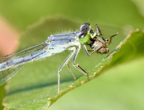 Eastern Forktail