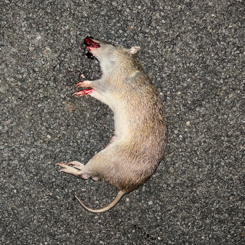 Northern Brown Bandicoot