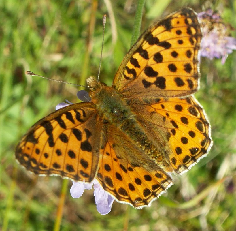 Queen of Spain Fritillary