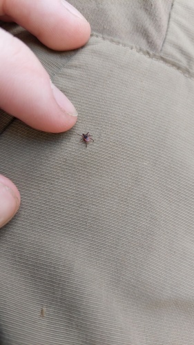Eastern Black-legged Tick