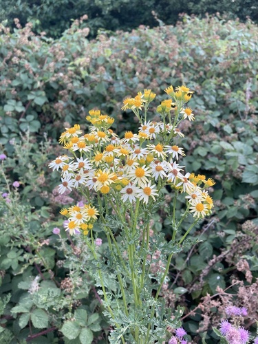 Ragwort