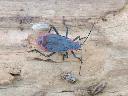 Red-shouldered Bug