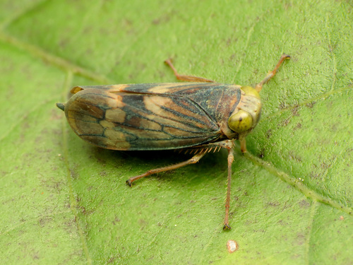Coppery Leafhopper