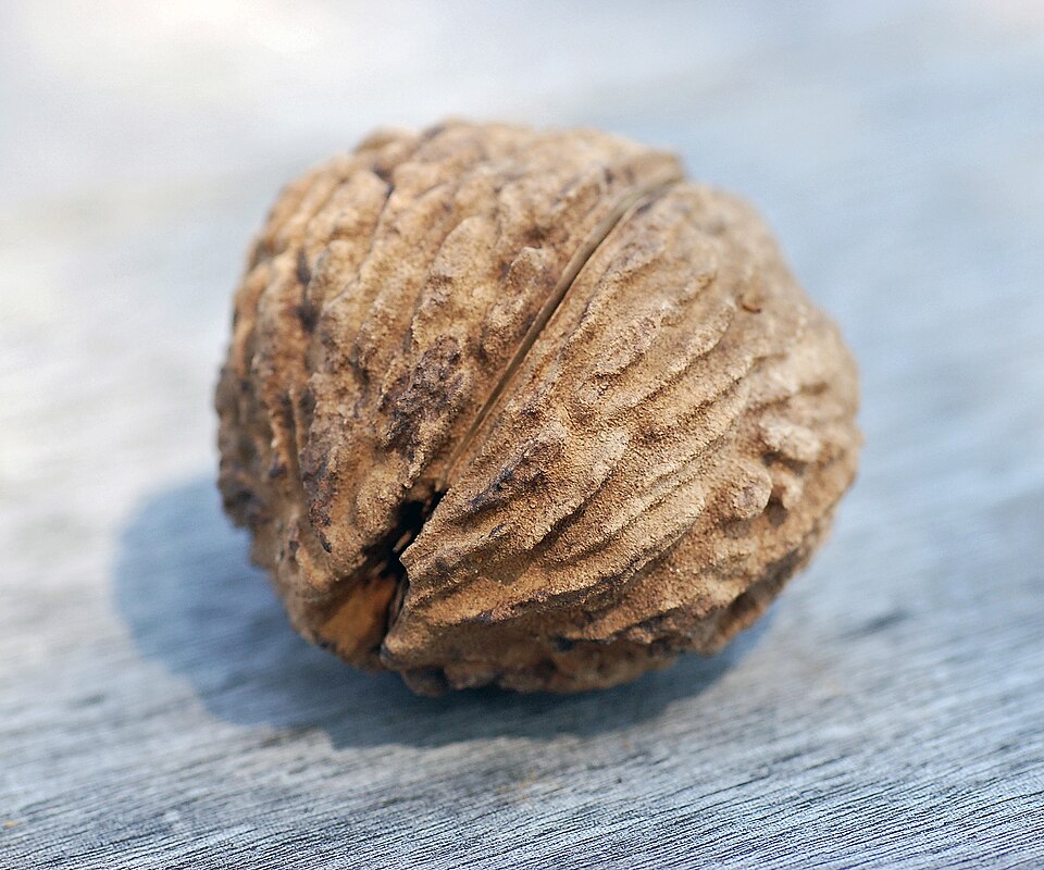 Eastern black walnut