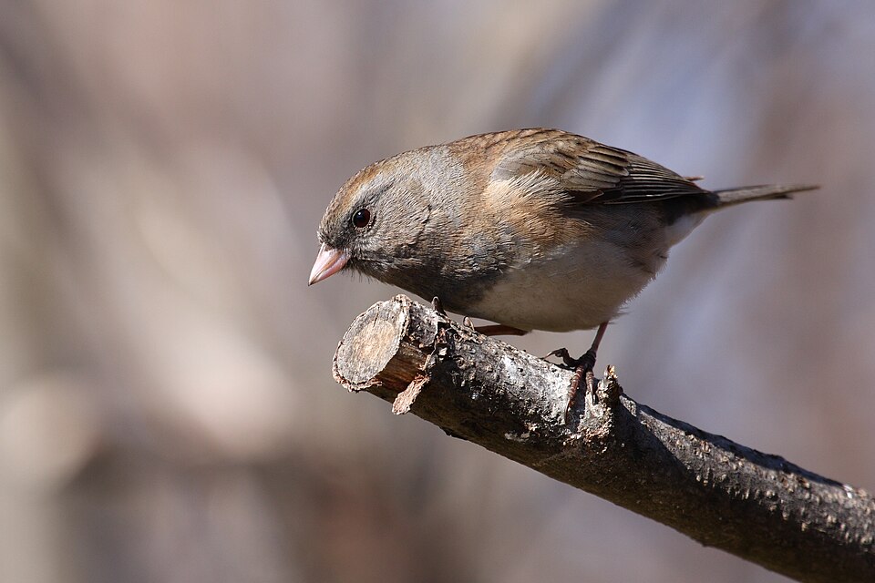 Dark-eyed Junco