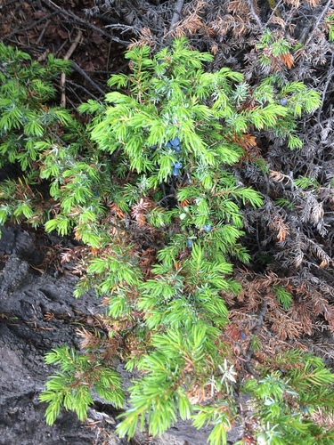 Common juniper