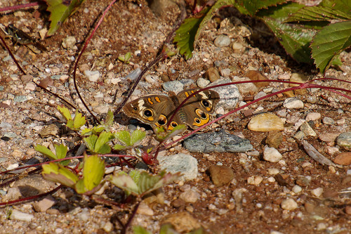 Common Buckeye