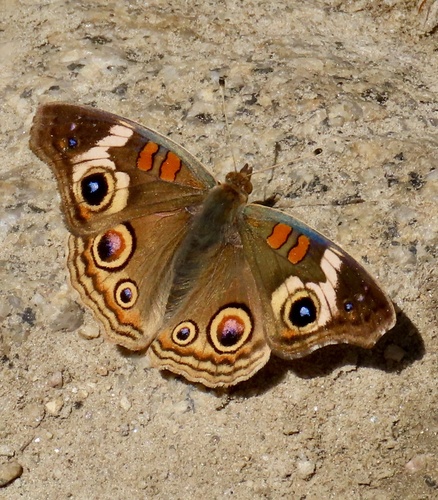 Gray Buckeye