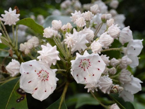 Mountain laurel