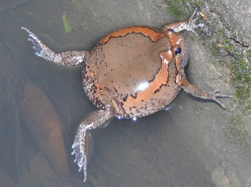 Asian Painted Frog