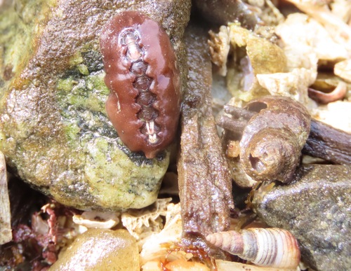 Black Leather Chiton