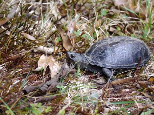 Striped Mud Turtle