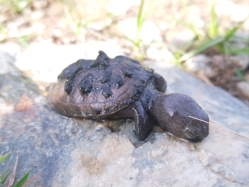 Mexican Mud Turtle