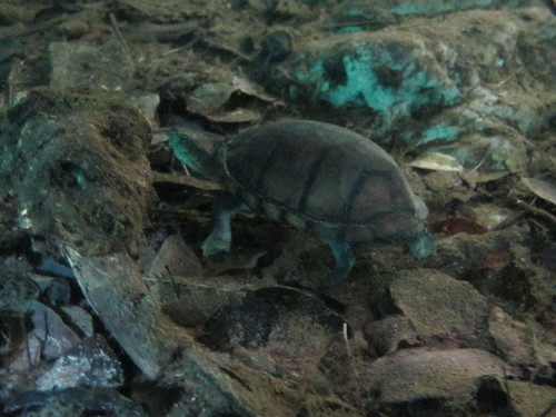 White-lipped Mud Turtle