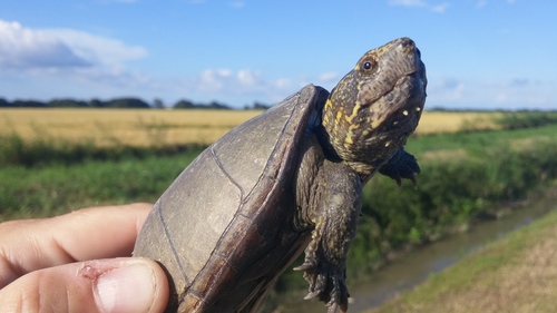 Eastern Mud Turtle