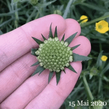 Field Scabious