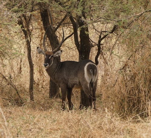 Waterbuck