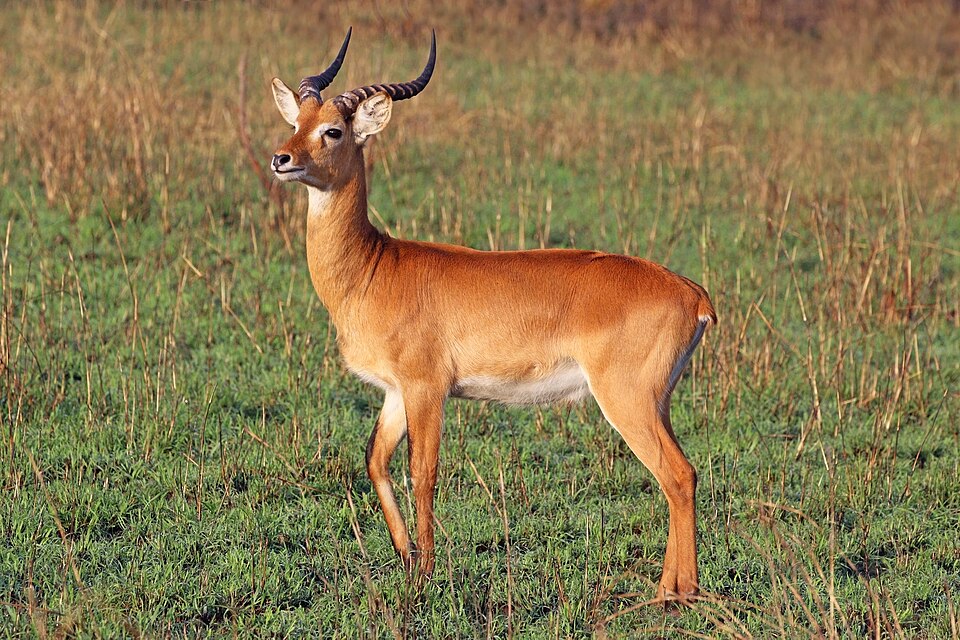 Kob