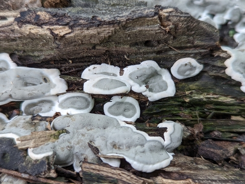 Brittle Cinder