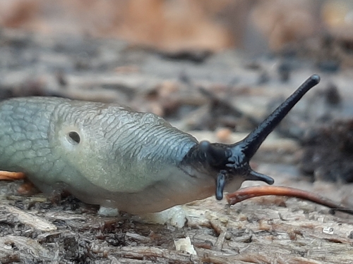 Black-headed Slug