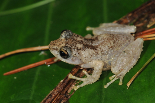 Eiffinger's Tree Frog