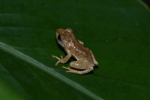 Temple Tree Frog