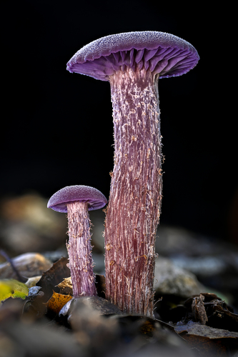Western Amethyst Laccaria