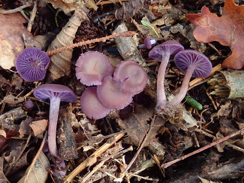 Amethyst Deceiver