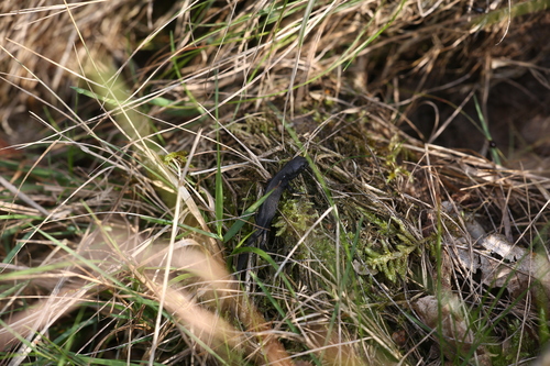 Sand Lizard