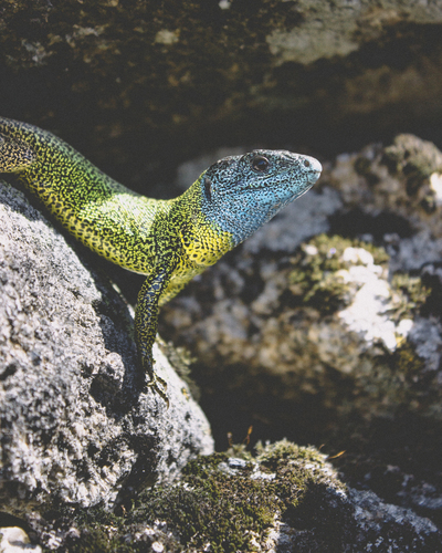 Iberian Emerald Lizard