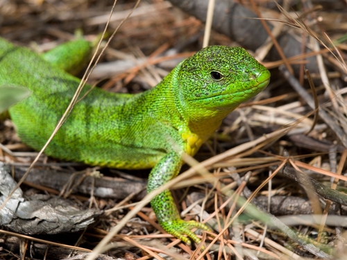 Balkan Green Lizard