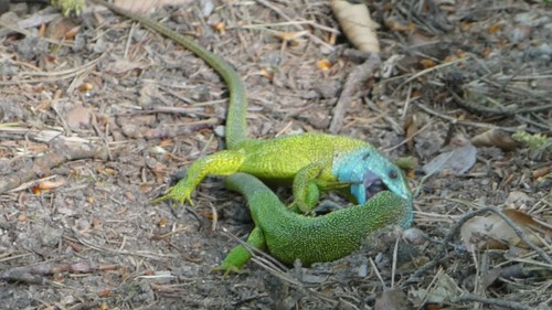 Green Lizard